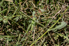 Campylacantha olivacea