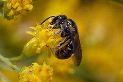 Lasioglossum