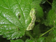 Agromyza pseudoreptans