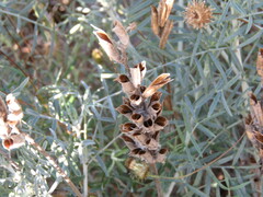 Astragalus hispanicus