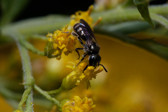 Lasioglossum