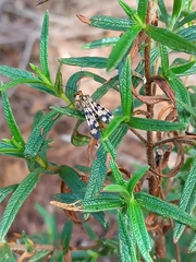 Panorpa meridionalis