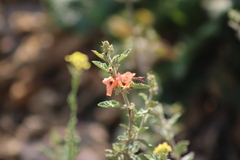 Cosmoclopius poecilus