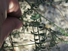 Astragalus hispanicus