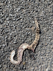 Crotalus oreganus oreganus