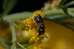 Lasioglossum