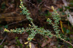 Acacia mitchellii
