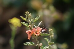 Cosmoclopius poecilus