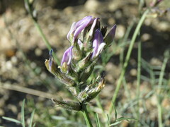 Astragalus hispanicus