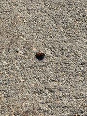 Phidippus apacheanus