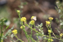Heliopetes omrina