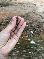 Faxonius virilis