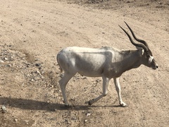 Addax nasomaculatus