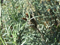 Astragalus hispanicus