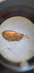 Elaphropus rapax