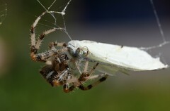 Araneus pallidus