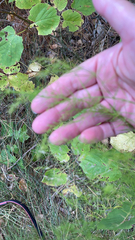 Asparagus officinalis