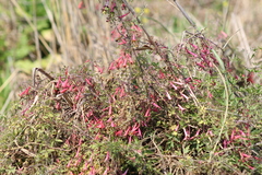 Tropaeolum pentaphyllum