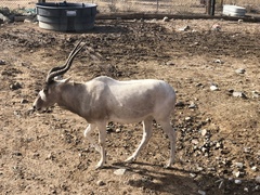 Addax nasomaculatus