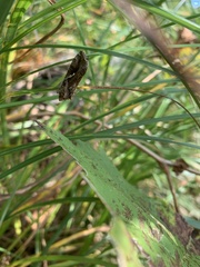 Autographa precationis