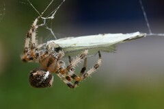 Araneus pallidus