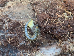 Hemiscolopendra marginata