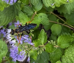 Sphex flavovestitus