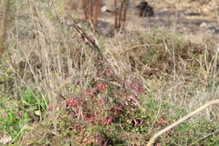 Tropaeolum pentaphyllum