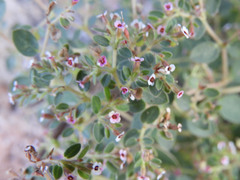 Euphorbia arizonica