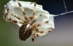 Araneus pallidus