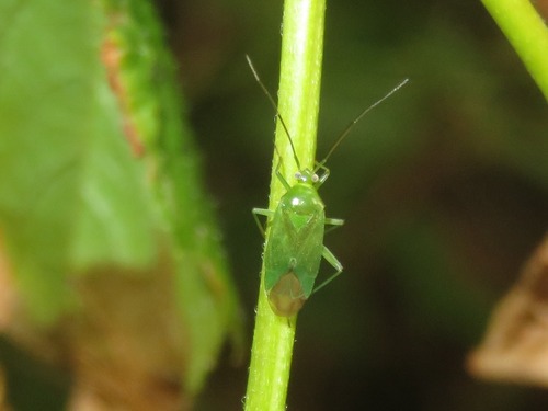 Common Green Capsid, Haagse Hout, Den Haag, Nederland, photo 4 of 10