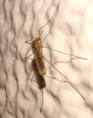 Culicinae