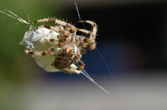 Araneus pallidus
