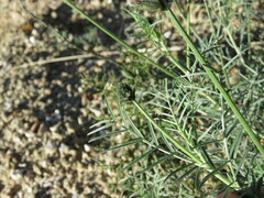 Astragalus hispanicus