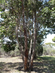 Corymbia