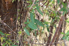 Muehlenbeckia sagittifolia