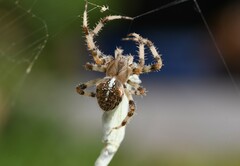 Araneus pallidus