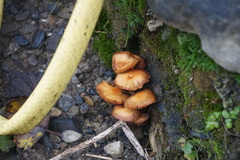 Kuehneromyces mutabilis