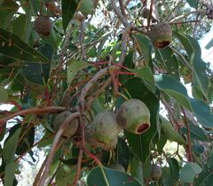 Corymbia