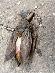 Lethocerus collosicus