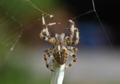 Araneus pallidus