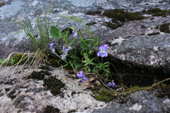 Viola nephrophylla