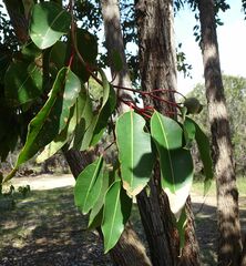 Corymbia