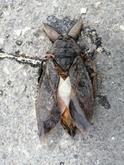 Lethocerus collosicus