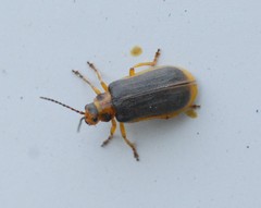 Galerucella nymphaeae