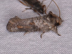 Acrolophus piger
