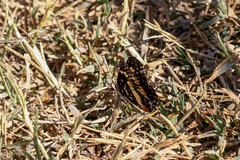 Chlosyne lacinia adjutrix