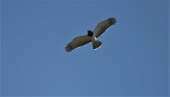 Circaetus pectoralis