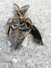 Lethocerus collosicus