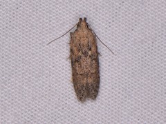 Hypatima